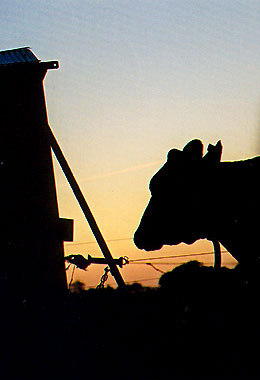 Foto 1 - koe in het ochtendkrieken.
