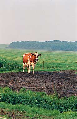 Foto 2 - koe in het weiland.