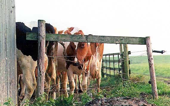 Foto 6 - koeien achter het hek bij het melkhuisje.