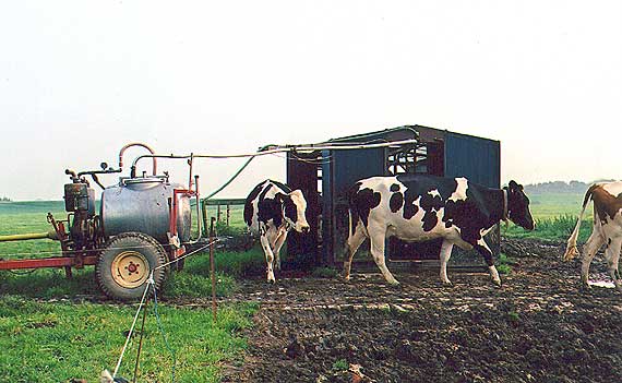 Foto 9 - twee zwartbonte lopen het melkhuisje uit.