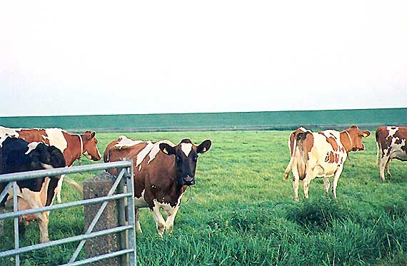 Foto 11 - koeien achter het hek.