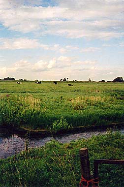 koeien in de uiterwaarden