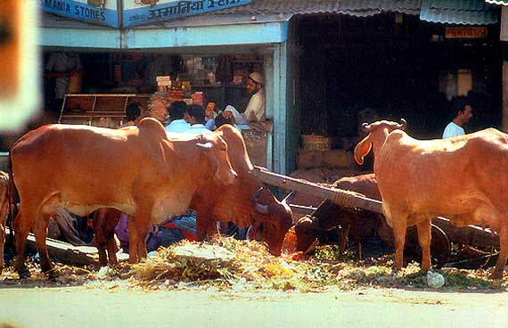 foto koeien in India op straat