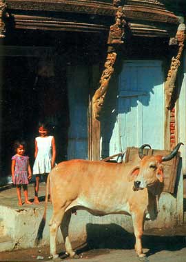 foto Indiase meisjes met koe